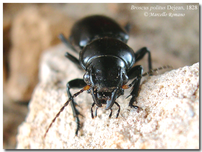 Un bel Carabide siculo-maghrebino: Broscus politus